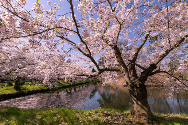 istock Cherry blossoms in full bloom at Park. 1315272289