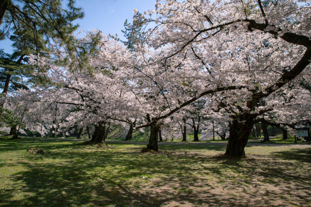 istock Cherry blossoms in full bloom at Park. 1315272326