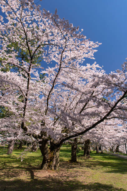 istock Cherry blossoms in full bloom at Park. 1315272332