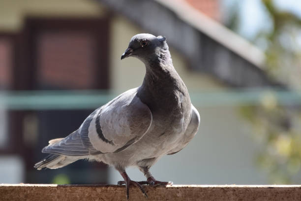 istock Gray dove with  tuft on head standing on balcony railing 1315272513