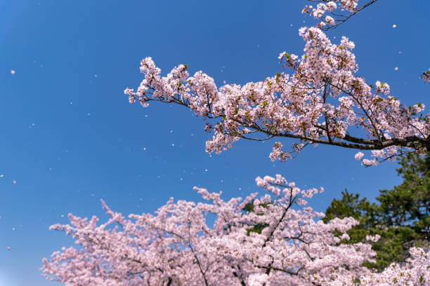 istock Cherry blossoms in full bloom at Park. 1315272571