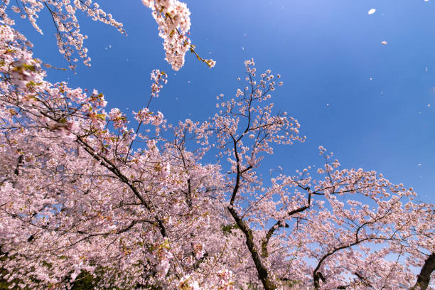 istock Cherry blossoms in full bloom at Park. 1315272795