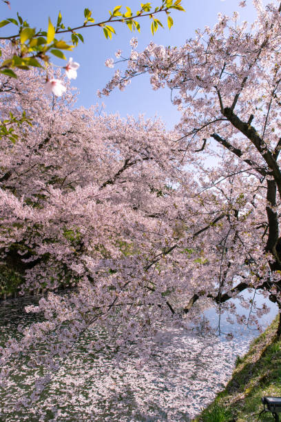 istock Cherry blossoms in full bloom at Park. 1315272933