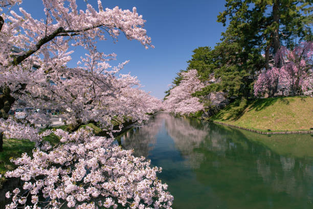 istock Cherry blossoms in full bloom at Park. 1315272961