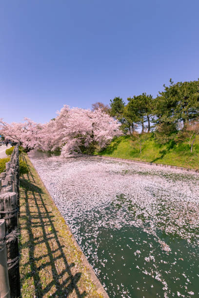 istock Cherry blossoms in full bloom at Park. 1315273099