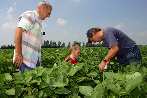 Parkhill Ontario, Canada - August 1, 2006. Learning on a family farm starts at a young age. Here a young boy is shown a crop of soybeans by his father and grandfather. The family has farmed this land in Southwestern Ontario for more than 100 years.