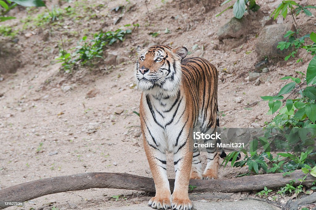 Bengal Tiger ます。 - トラのロイヤリティフリーストックフォト