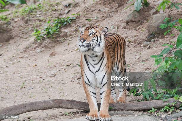 Бенгальский Тигр — стоковые фотографии и другие картинки Бревно - Бревно, Горизонтальный, Животное