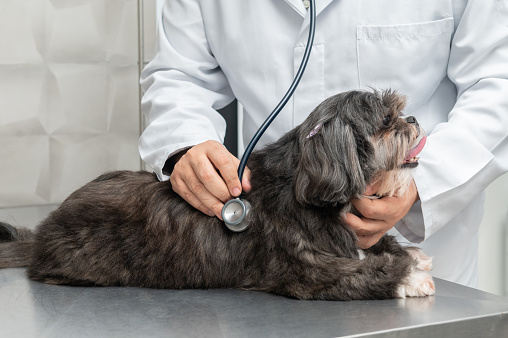 hands of a male veterinarian examining shih tzu dog with a \nstethoscope at vet clinic