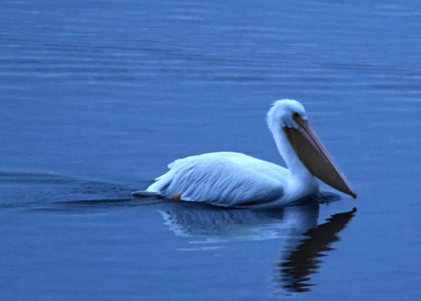 Pelican Floating on Water A pelican floats on water in the middle of winter. white pelican animal behavior north america usa stock pictures, royalty-free photos & images
