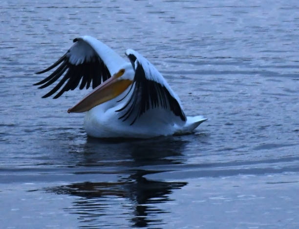 Spreading Wings A pelican dries its wings  while floating on the water. white pelican animal behavior north america usa stock pictures, royalty-free photos & images
