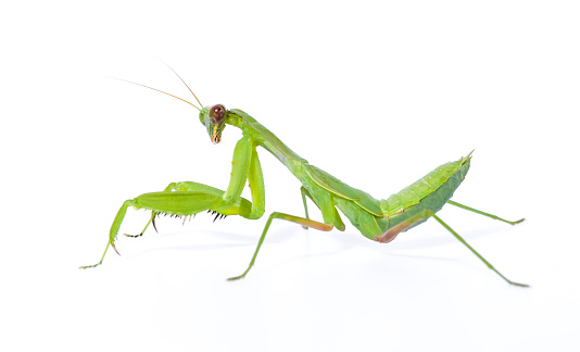 The sentadu mantis or praying mantis is an insect that belongs to the order Mantodea. In English, this insect is commonly called the praying mantis because of its attitude that often lookslike it is praying. The word mantis comes from the Greek \