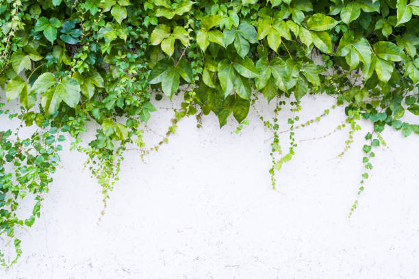 istock ivy leaves isolated on white 1315283595