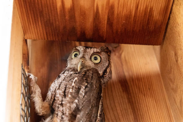 istock Alert female eastern screech owl Megascops asio 1315285191