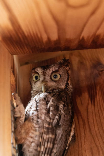 istock Alert female eastern screech owl Megascops asio 1315285311