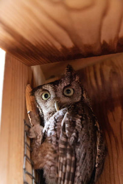 istock Alert female eastern screech owl Megascops asio 1315285551