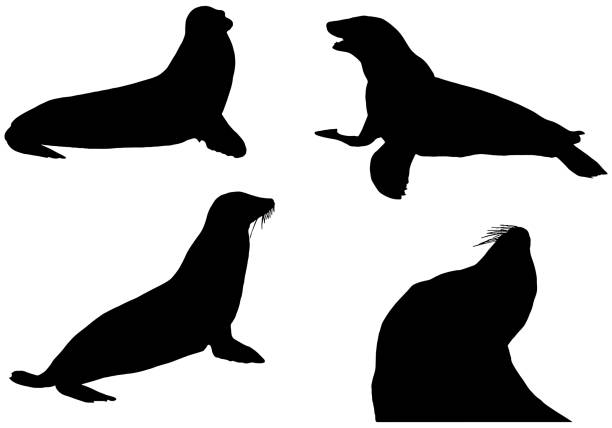 illustrazioni stock, clip art, cartoni animati e icone di tendenza di leoni marini in silhouette nera su sfondo bianco - sea lion