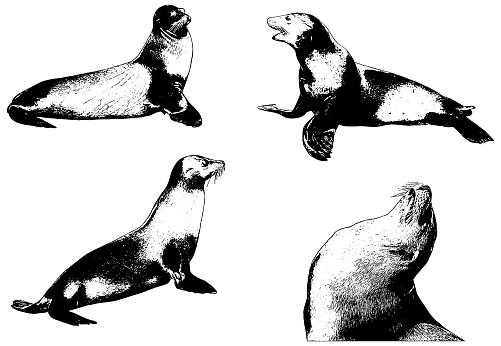 realistic vector illustration in black on white background of Sea Lions