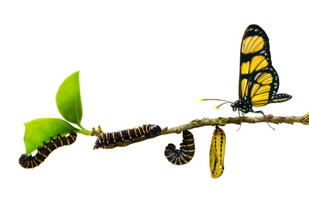 evolution metamorphosis caterpillar to butterfly on leaf