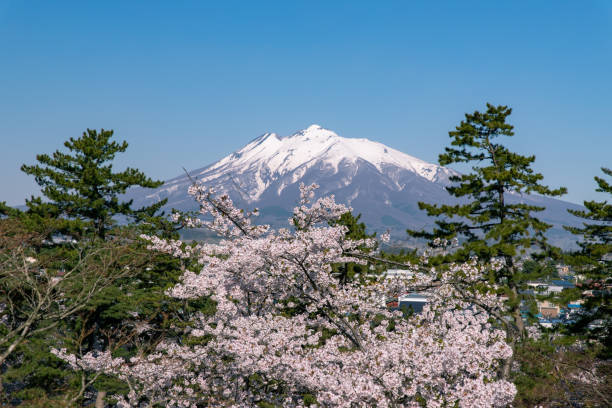 гора иваки и вишня цветут в хиросаки. - 7294 стоковые фото и изображения