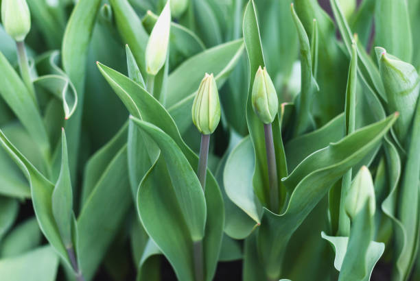 istock Green tulips with unopened buds in early spring 1315293239