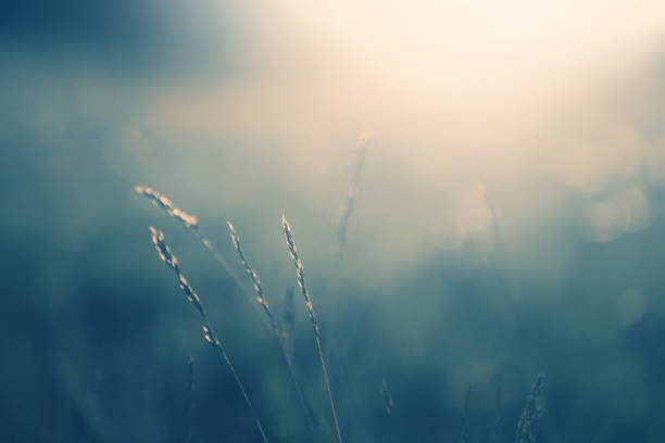 istock Green grass in the forest at sunset. 1315293418