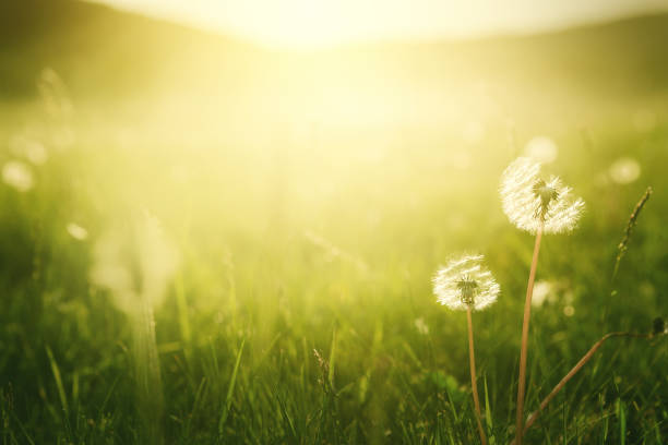 Forest meadow with fresh green grass and dandelions. Selective focus. Beautiful summer nature background.