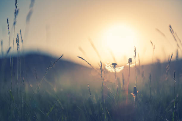 Wild grass with dandelions in the mountains at sunset. Macro image, shallow depth of field. Vintage filter. Summer nature background.