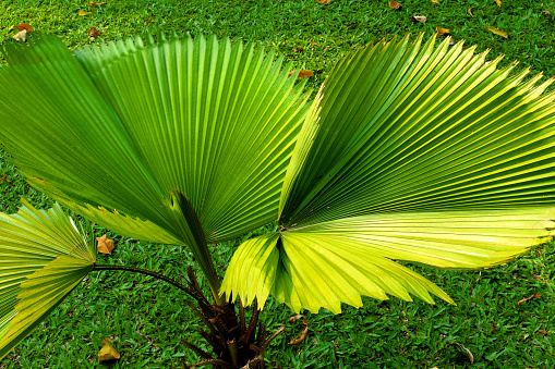 Fan Palm, Mueang Phrae District, Northwest Thailand, Exotic Plant, large green Leaves, fan-shaped Leaves, long Bud, Palm thrive in full Sun and partial Shade, popular Palm, Attraction, Point of Interest