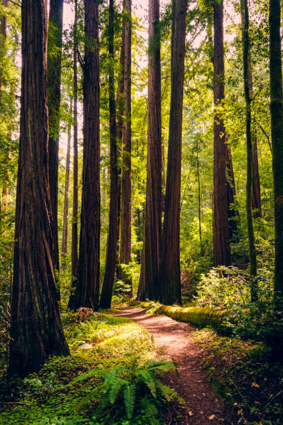 Big Basin Redwoods State Park