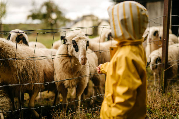 фотография ребенка в желтом плаще, кормя овец - sheep child farm livestock стоковые фото и изображения