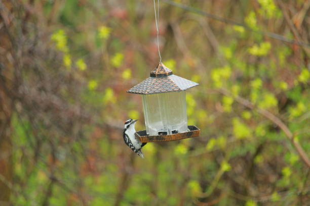 istock Woodpecker on a bird feeder 1315299218