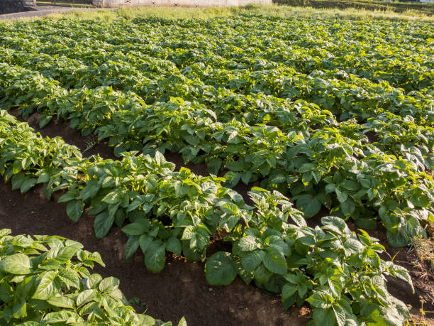 istock Potato field in a residential area 1315300593