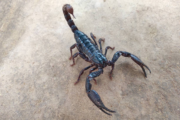 istock Giant forest scorpion (Heterometrus) walking on a ground. Selective focus 1315301515