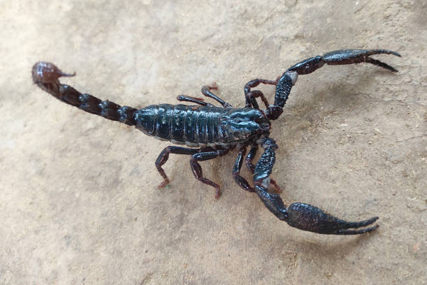 istock Giant forest scorpion (Heterometrus) walking on a ground. Selective focus 1315301516