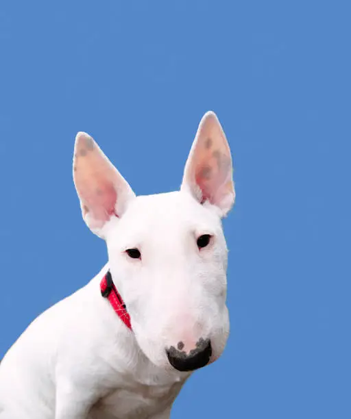 Bull Terrier on a blue background with copy space