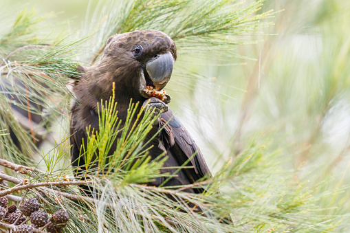 Portrait of a glossy black-cockatoo feeding on the seeds of a casuarina tree, their preferred food source.