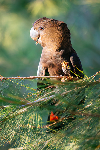 Portrait of a glossy black-cockatoo feeding on the seeds of a casuarina tree, their preferred food source.