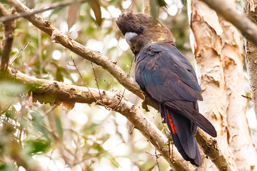 Portrait of a glossy black-cockatoo.
