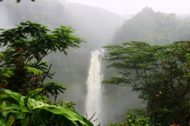 Popular Akaka waterfall at Big Island Hawaii surrounded by thick rainforest