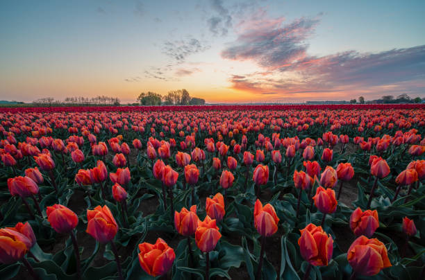 istock Tulips on the field 1315311042