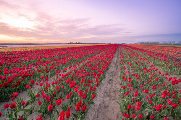 istock Tulips on the field 1315311535