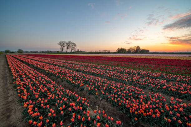 istock Tulips on the field 1315311551