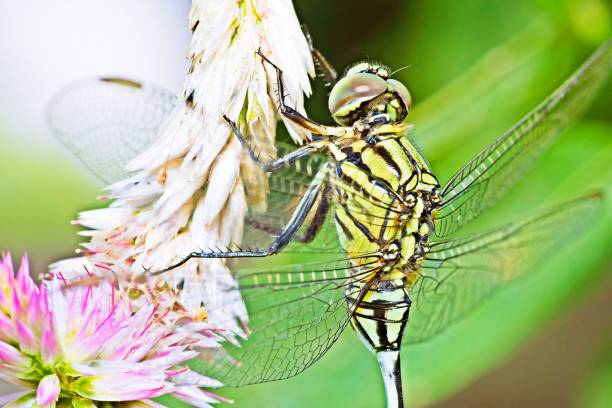 Dragonfly and transparent wings on Cockscomb flower.