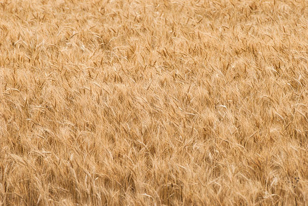 Frame-filling Wheat Field stock photo