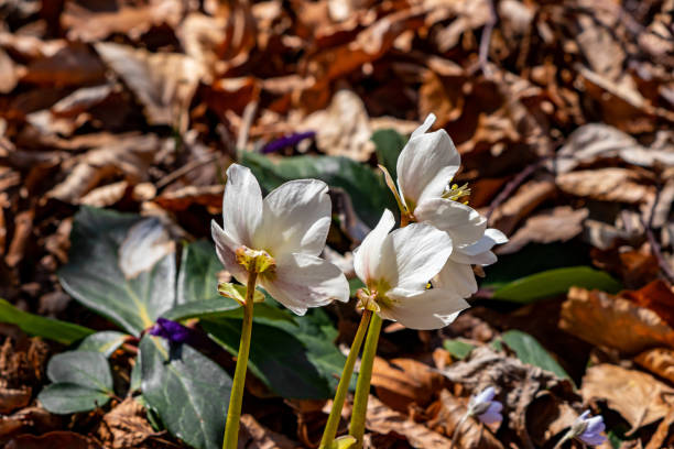 istock Hellebores growing in the forest 1315312598
