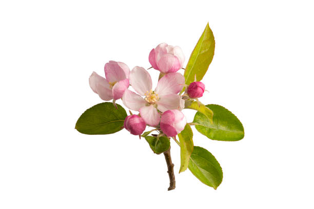 istock branch with isolated apple blossoms 1315315016