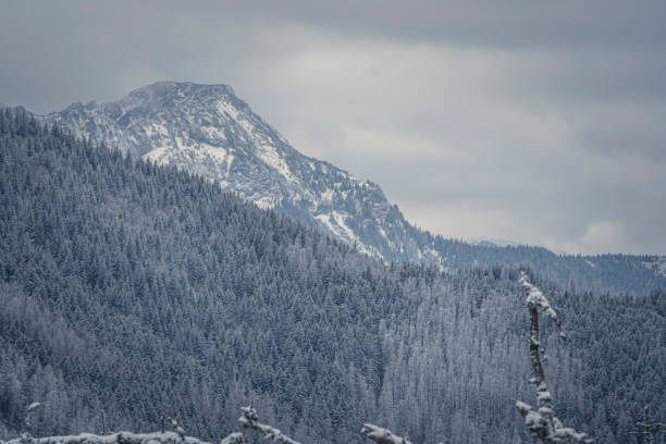 istock Rocky peak and coniferous forest on the hill 1315315342