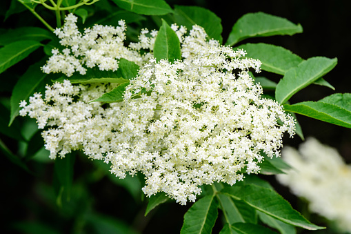 Shrub with white flowers of Viburnum opulus plant, known as guelder rose, water elder, cramp bark, snowball tree and European cranberry bush, in a sunny spring garden, beautiful floral background