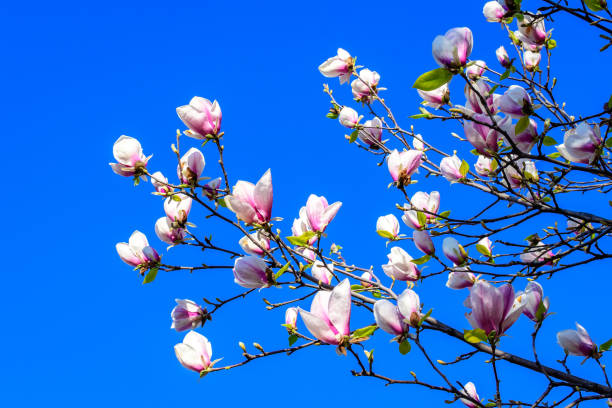 晴れた春の日に庭で澄んだ青空に向かって木の枝に満開の多くの大きな繊細な白いマグノリアの花のクローズアップ、美しい屋外の花の背景 - magnolia pink flower isolated ストックフォトと画像